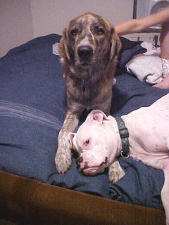 Lillie & Mack