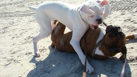 Lilly and Luke rough housing on the beach