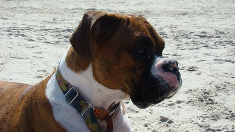 Lilly at the beach.