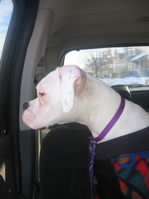 Lilly on her way to the park