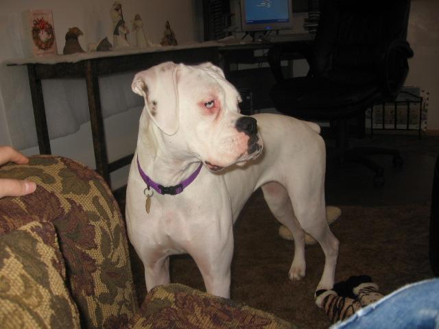 Lilly_alert