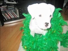 lilnstpats