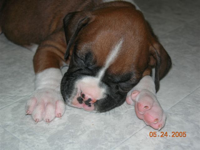 Lilo Sleeping