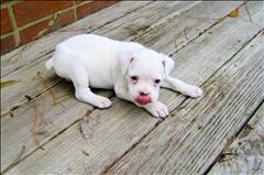 liltongue