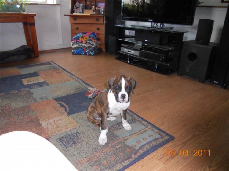 Lily 11 weeks