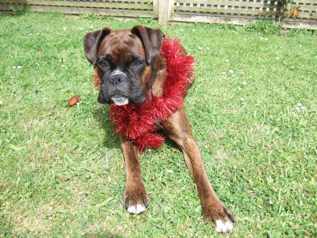 Lily all ready for xmas