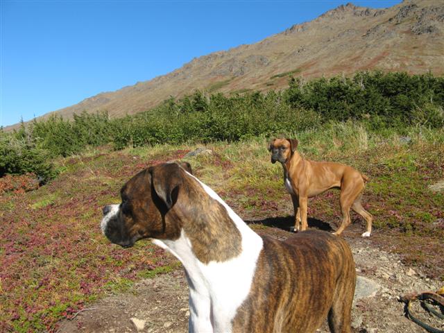 Lily and Ginger Aug. 2012