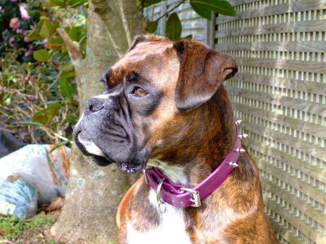 Lily and her new collar
