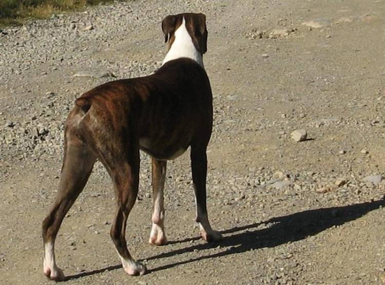 Lily at 1.5 yrs old.