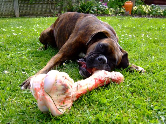 Lily chewing on her bone