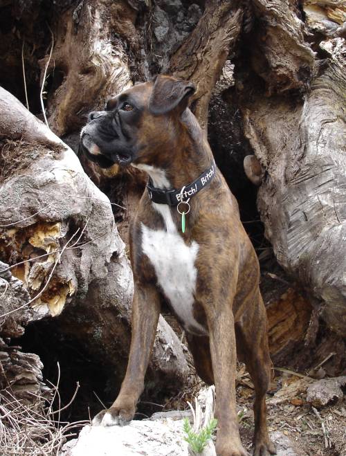 Lily in a tree trunk