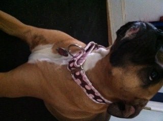 Lily in her new collar
