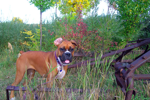 Lily in the Fall