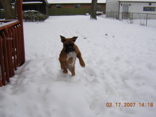 Lily in the snow