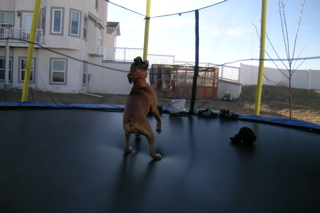 Lily jumping on trampoline