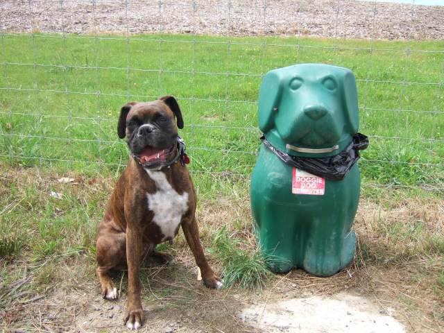 Lily making friends at the dog park