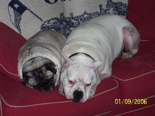 Lily (Pug) & Rocky