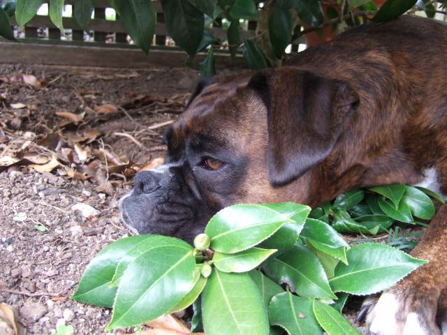 Lily under the trees