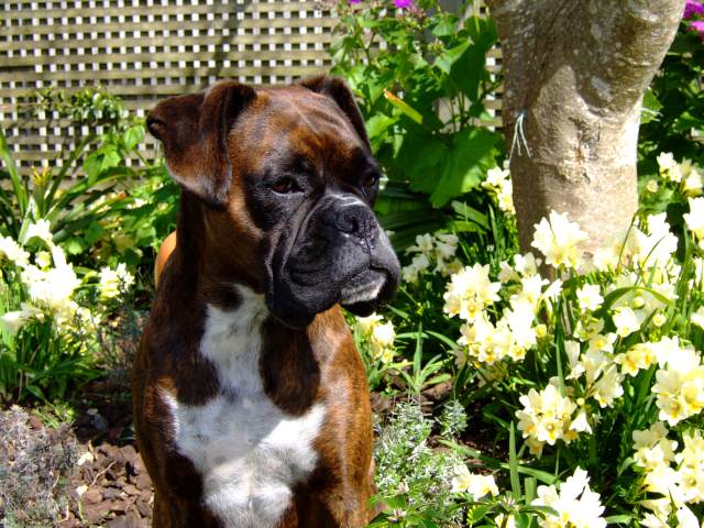 Lily with the flowers