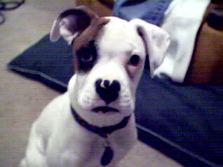Lily