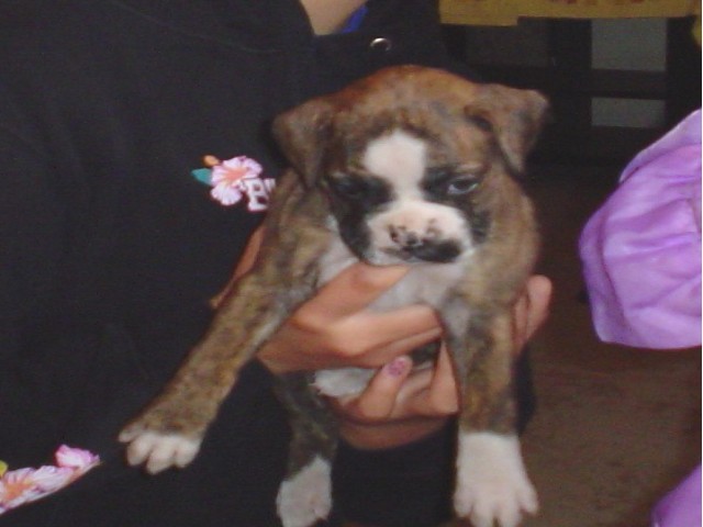 Lily