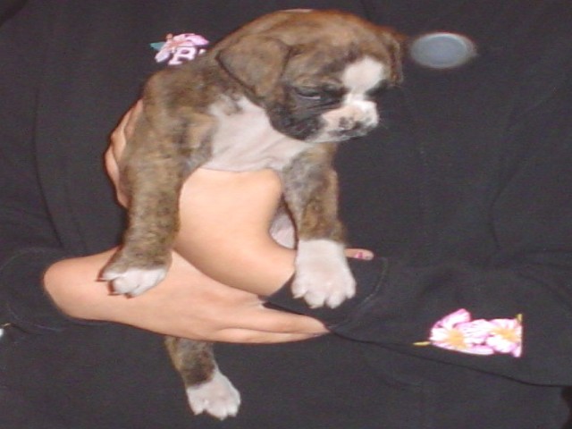 Lily