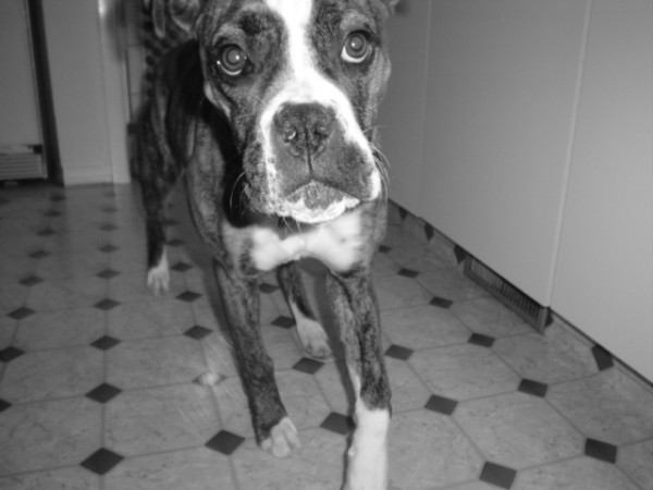 lily