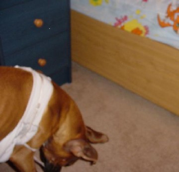 Lingerie Dog