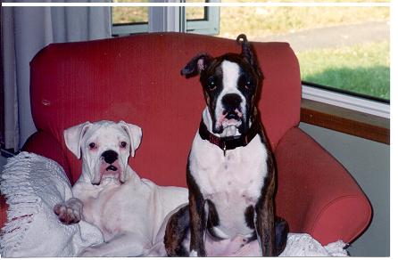 Linus & his little sister Kasey!