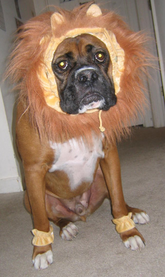 Lion costume