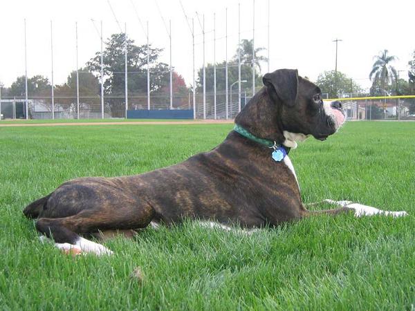Lion in the grass 2 - 7 Months old