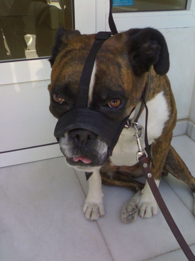 Lisa before she went in to the vet