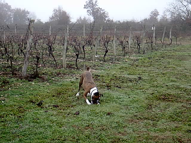 Lisa_in_the_vines