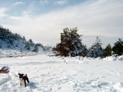 lisa_snow