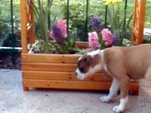 Little Abby...