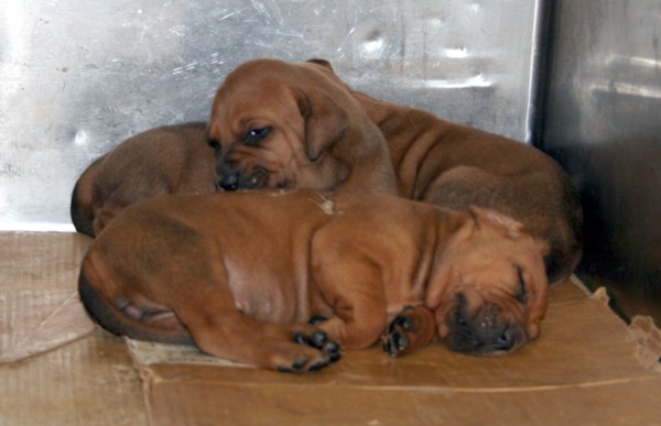 little angels