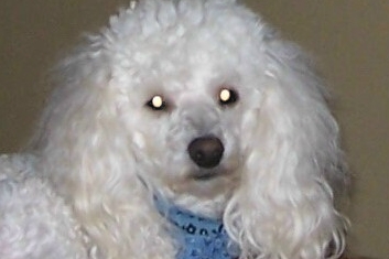 Little Bailey on my bed after being groomed