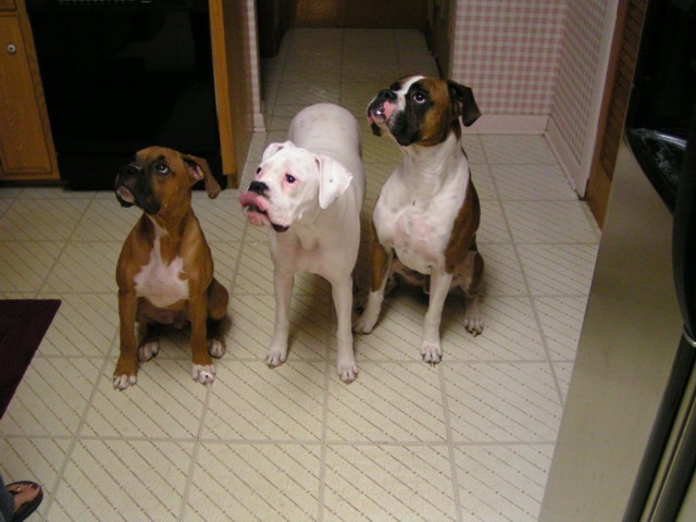 Little Bit, Tyson, and Duke waiting for some cake