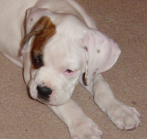Little Boy