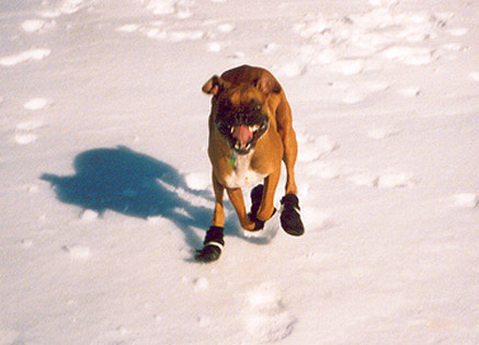 little devil dog!