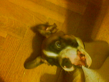 little devil playing