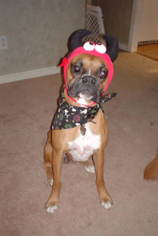Little Devil