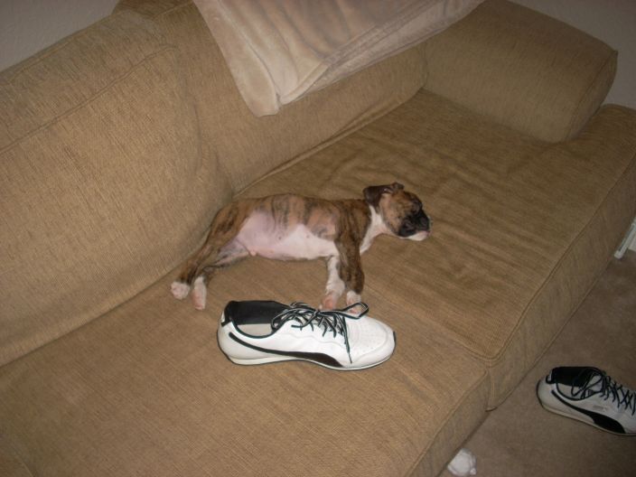 Little Dex