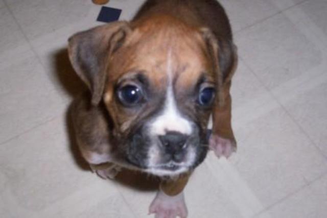 Little Diesel