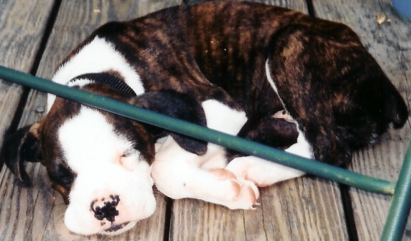 little Dixie sleeping