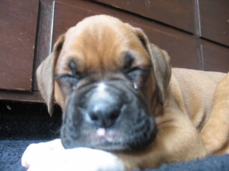 Little Dude BIG HEAD