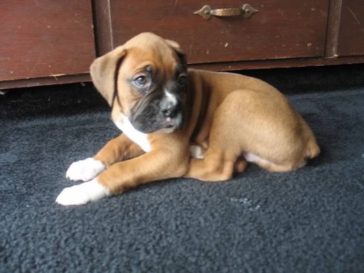Little Dude - Scenes from his first Day in His New Home 7wks 8 lbs.