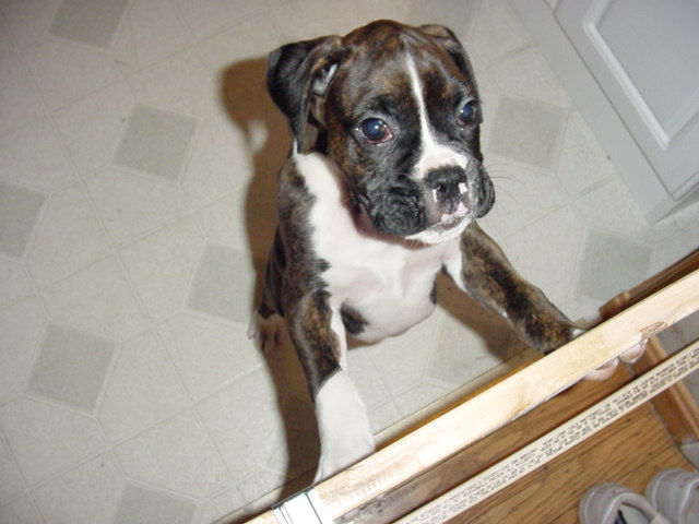 Little guy