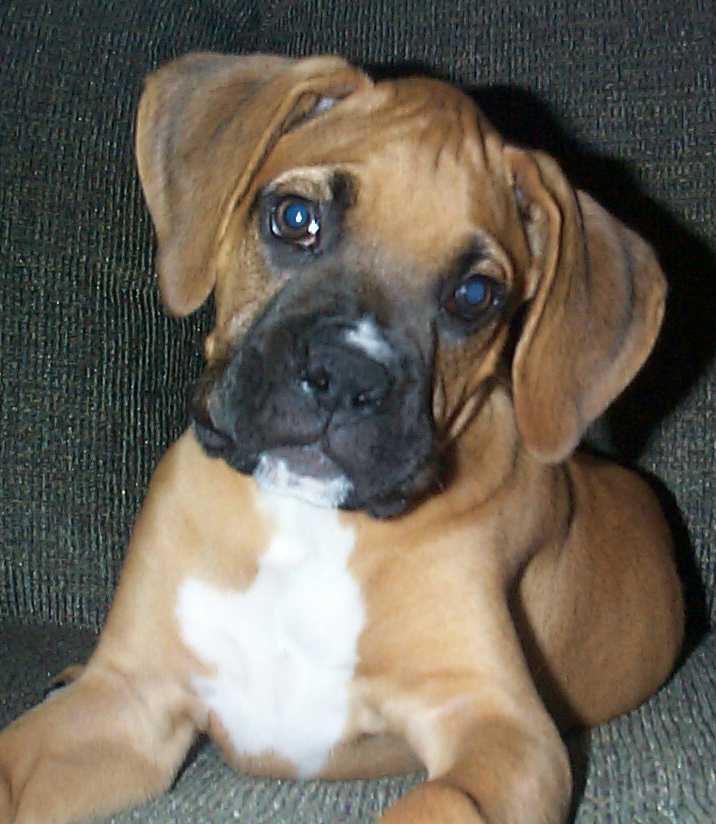 Little Logan