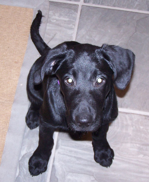 Little Lucy